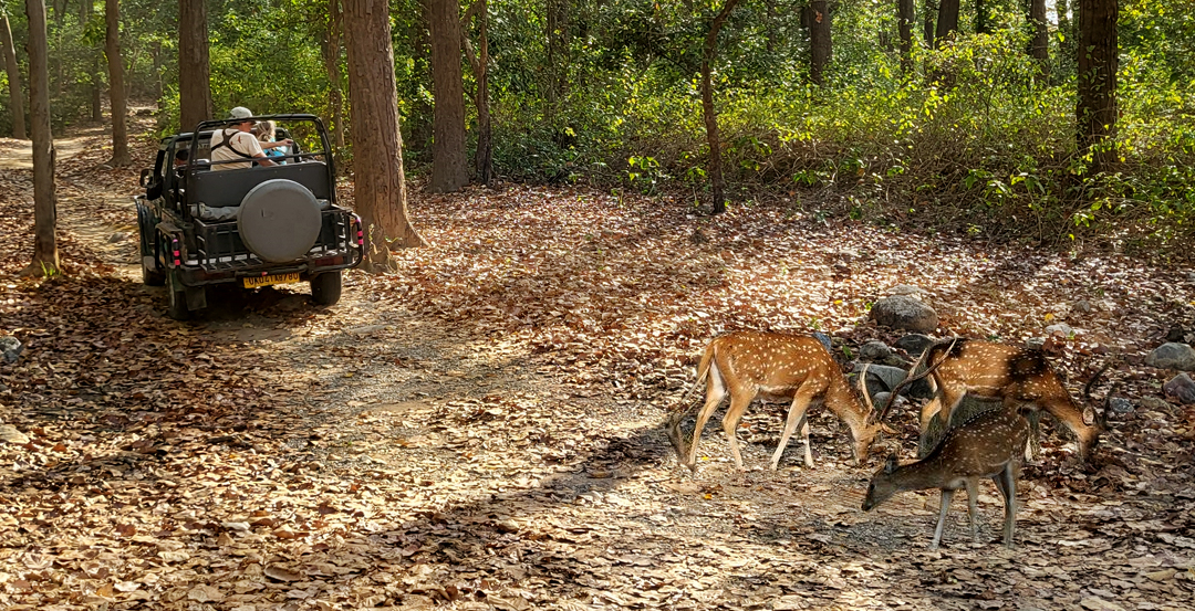 Jim Corbett Sitabani Zone 